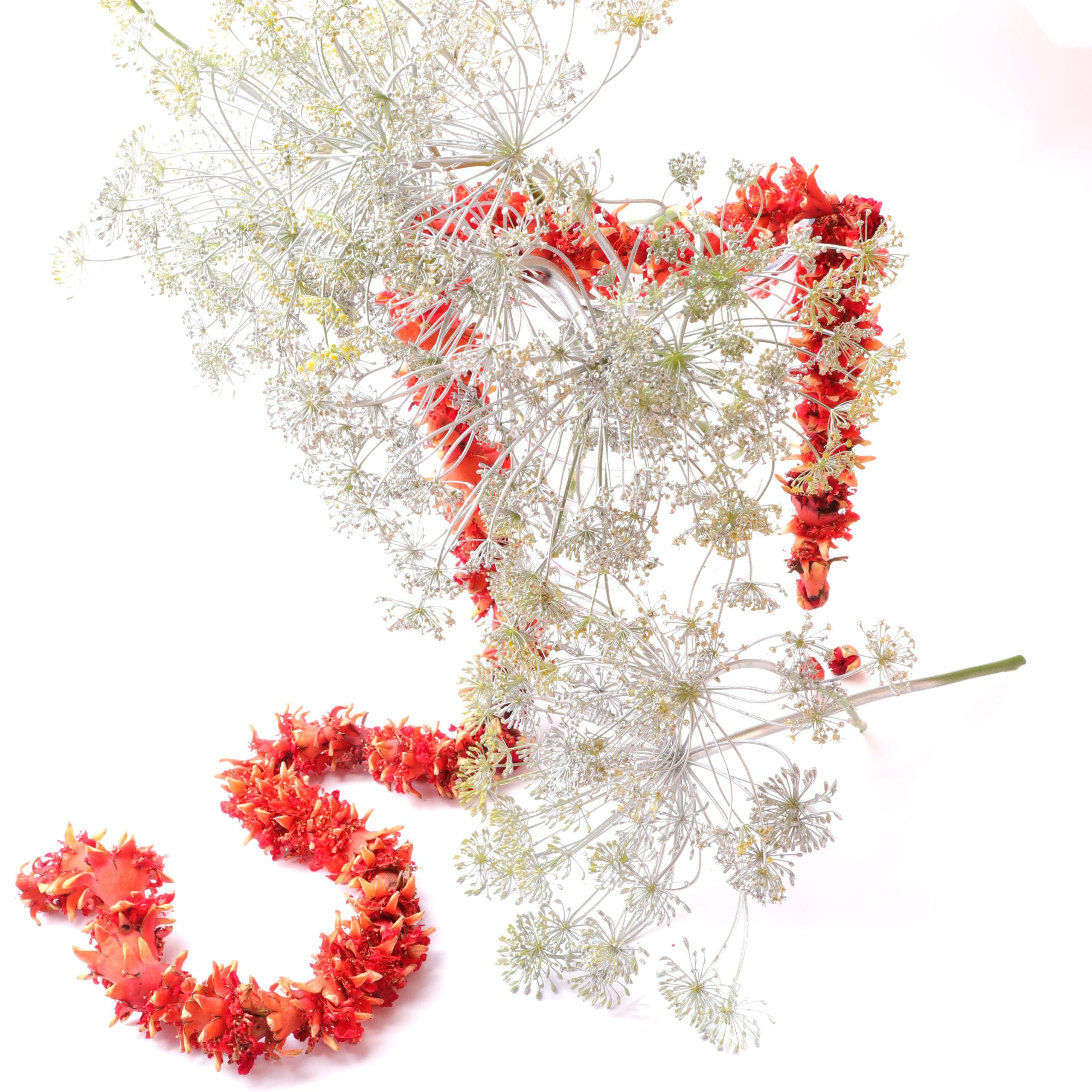 Nocturn Flowers. Atelier de design floral