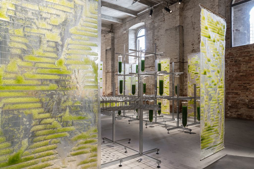 BIT.BIO.BOT. Arhitectura întâlneşte microbiologia