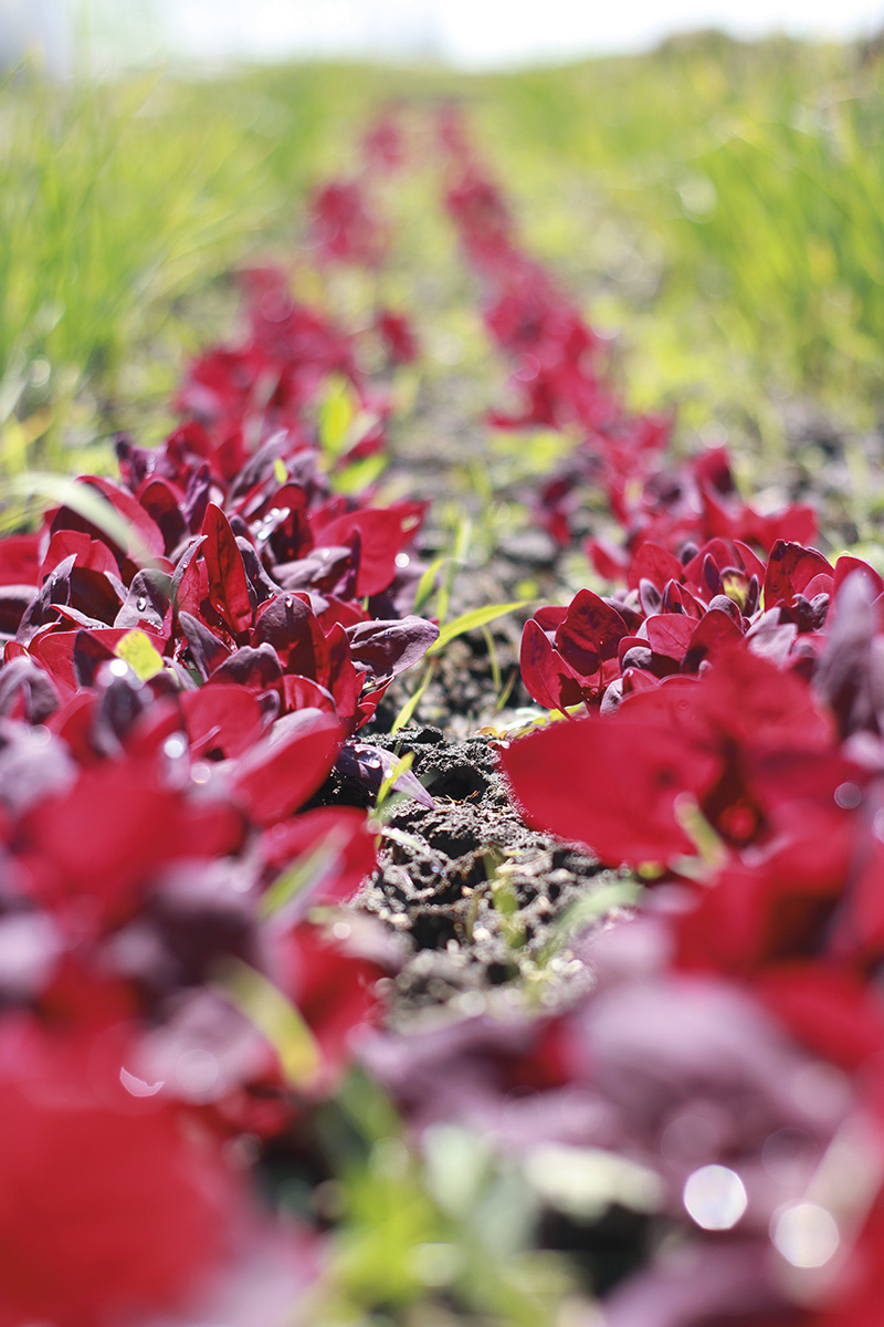 În Grădina Corbilor plantele cresc cu carte