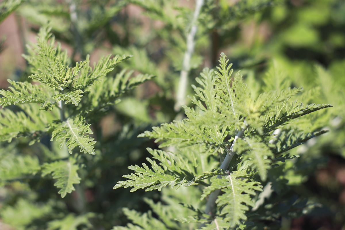 În Grădina Corbilor plantele cresc cu carte