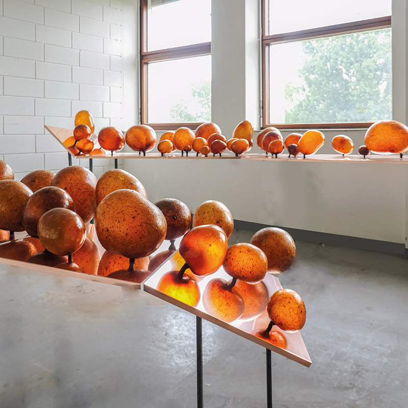 Made by Insects: Arhitectura insectelor