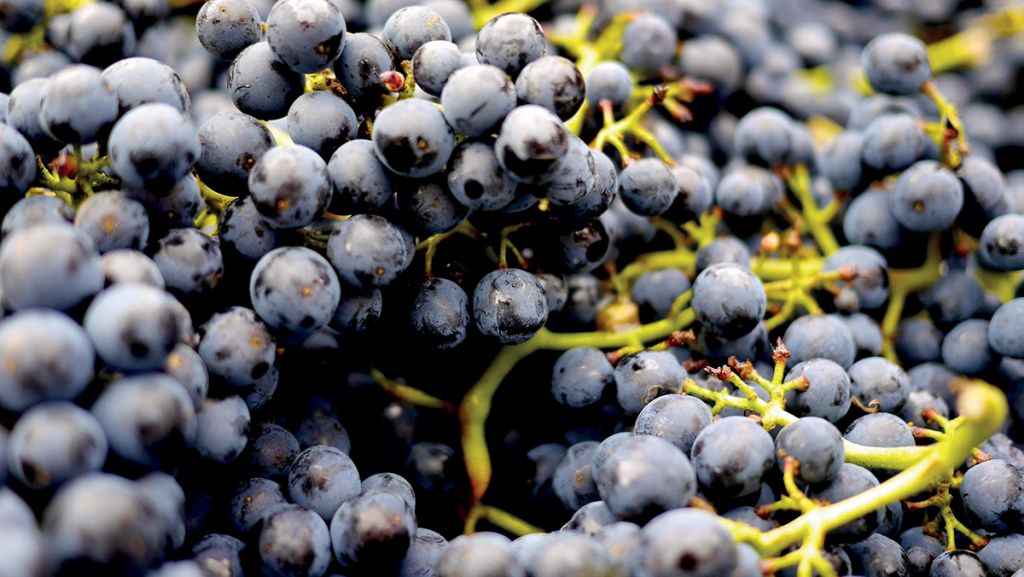 Mustul, acest „must” al toamnei (Concurs GoodWine)